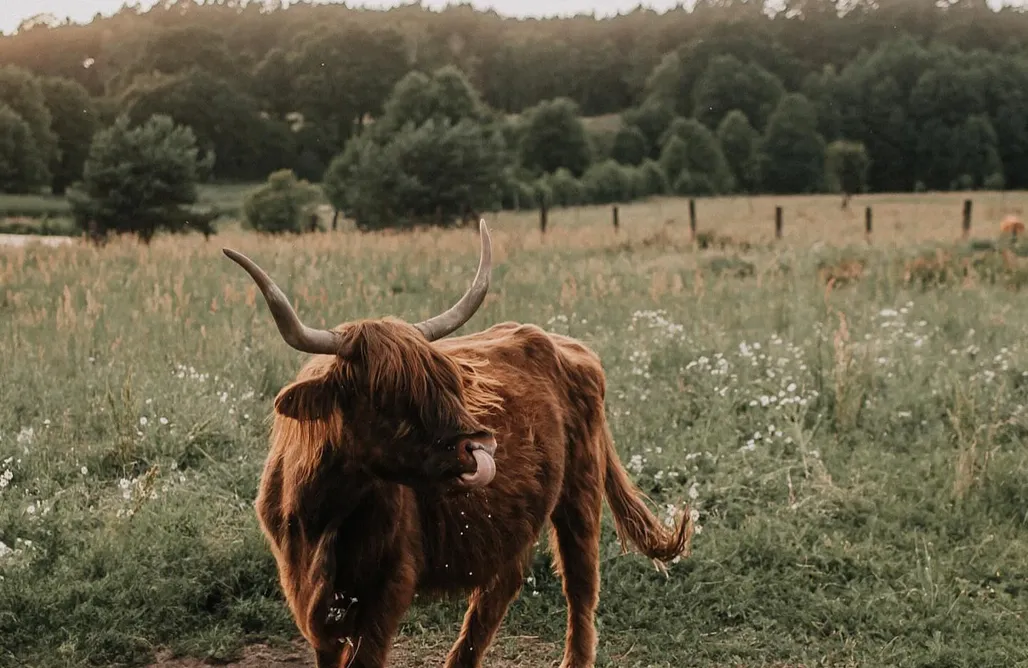 Krowa rasy Highland na łące